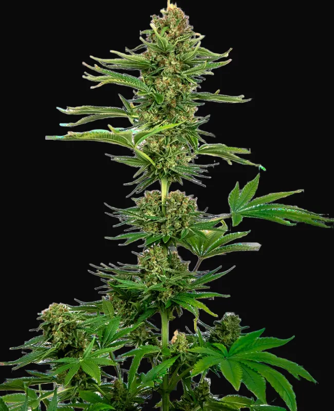 Satin Black Domina CBD Feminized