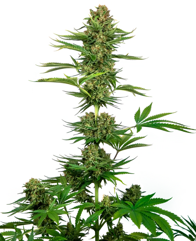 Satin Black Domina CBD Feminized