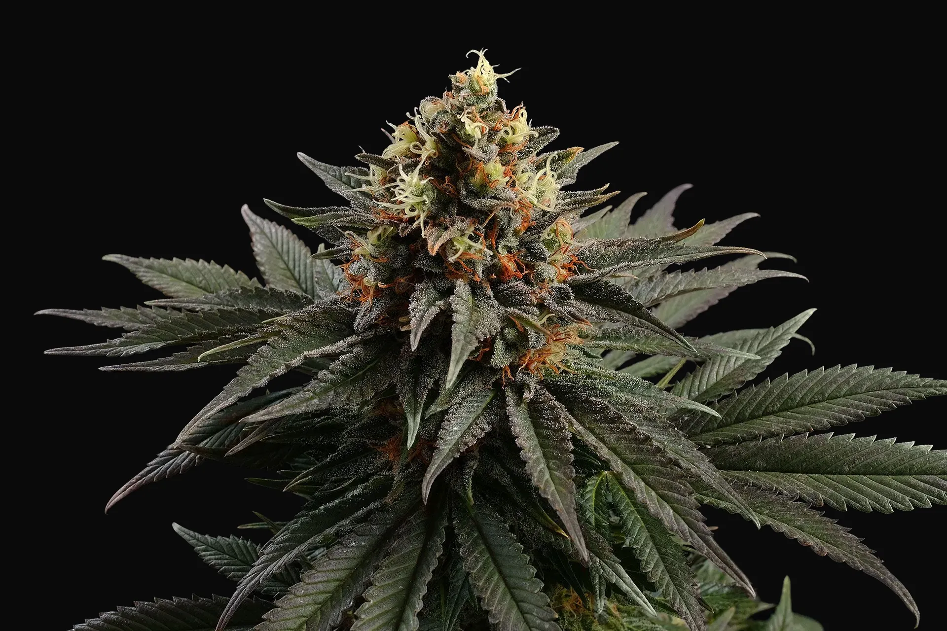 Sativa Dream
