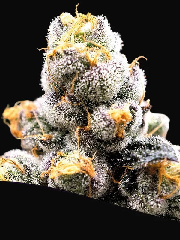 Scout Cookies