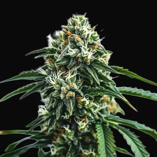 Scrambler Haze