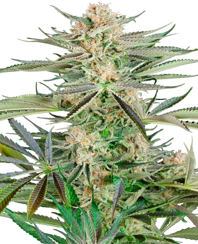 Screwdriver OG Feminized