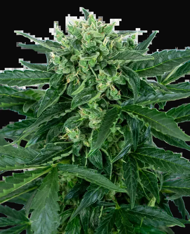 Sensi Amnesia Automatic