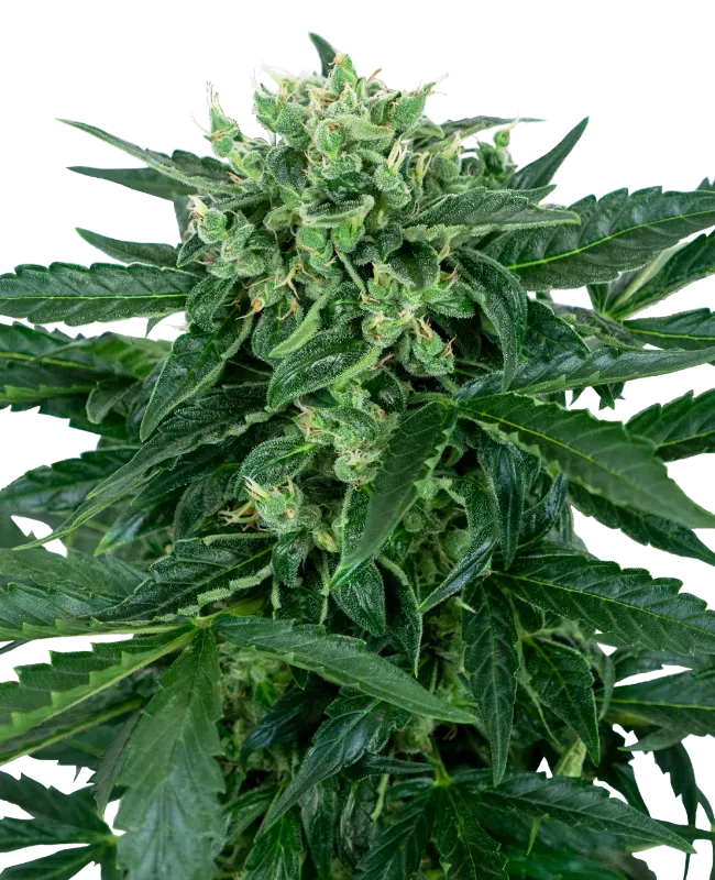 Sensi Amnesia Automatic