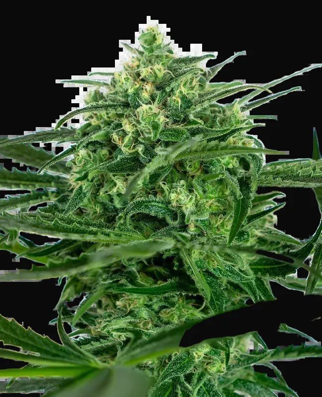 Sensi Amnesia Feminized