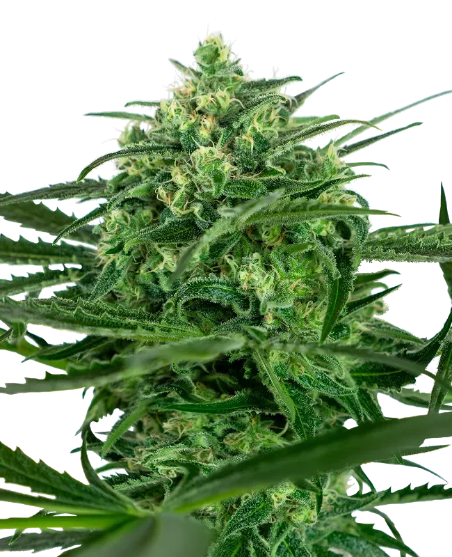 Sensi Amnesia Feminized