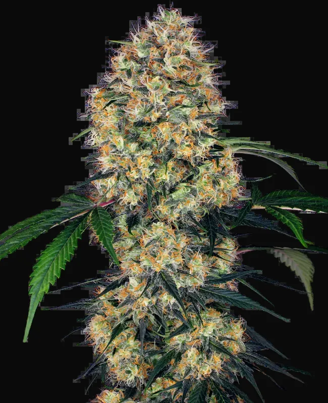 Sensi Amnesia XXL Automatic