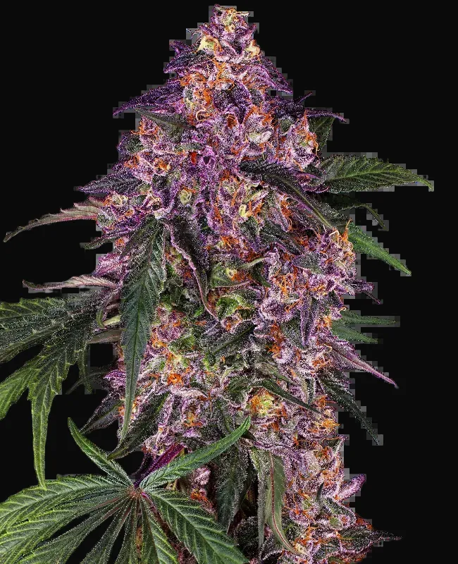 Sensi Purple Kush Feminized