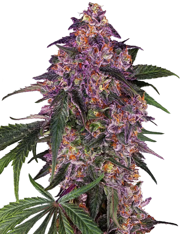 Sensi Purple Kush Feminized