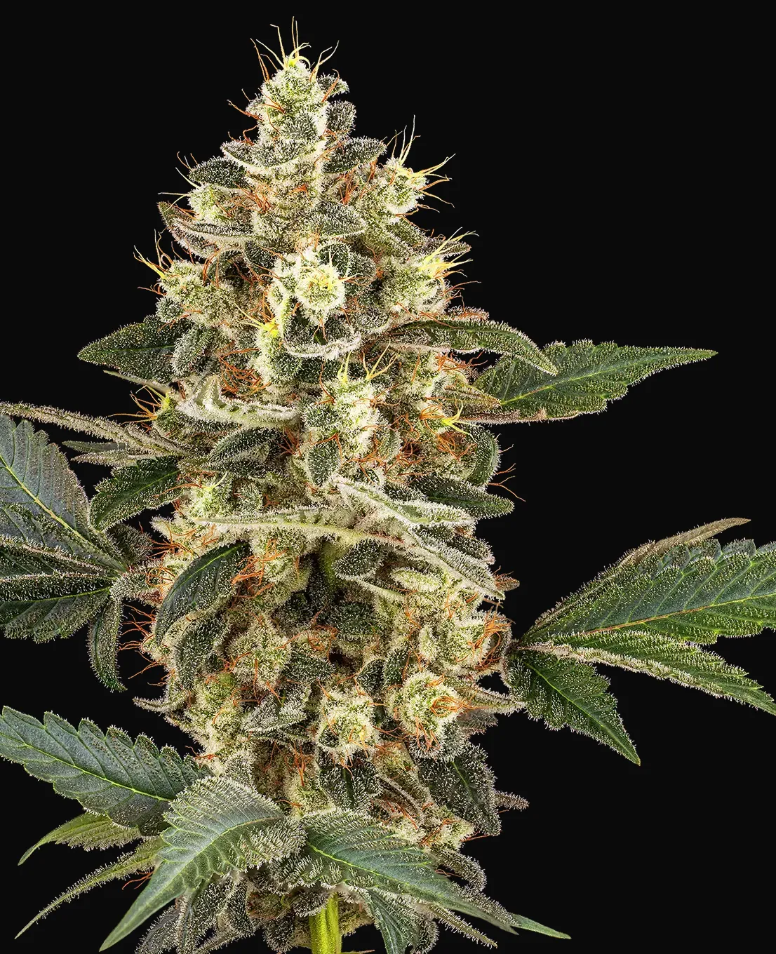 Sensi Sangria Feminized