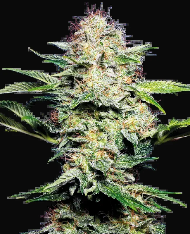 Sensi Skunk Automatic