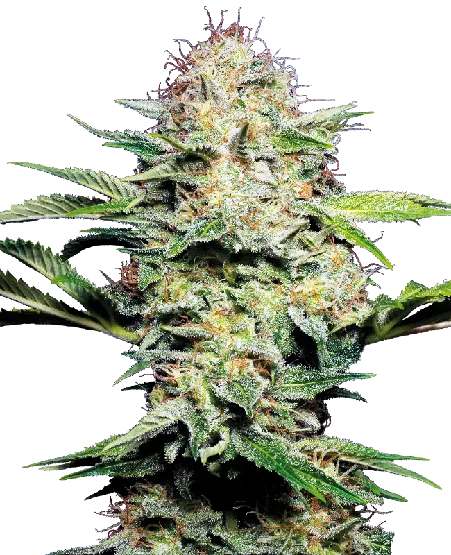 Sensi Skunk Automatic