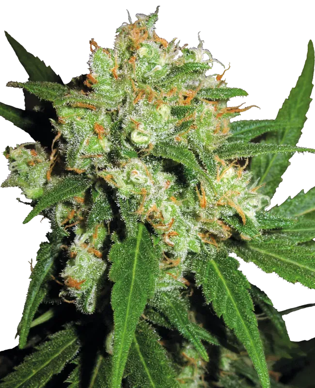 Sensi Skunk Feminized