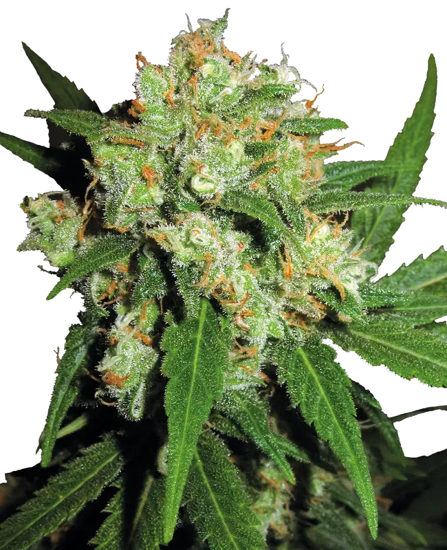 Sensi Skunk Regular
