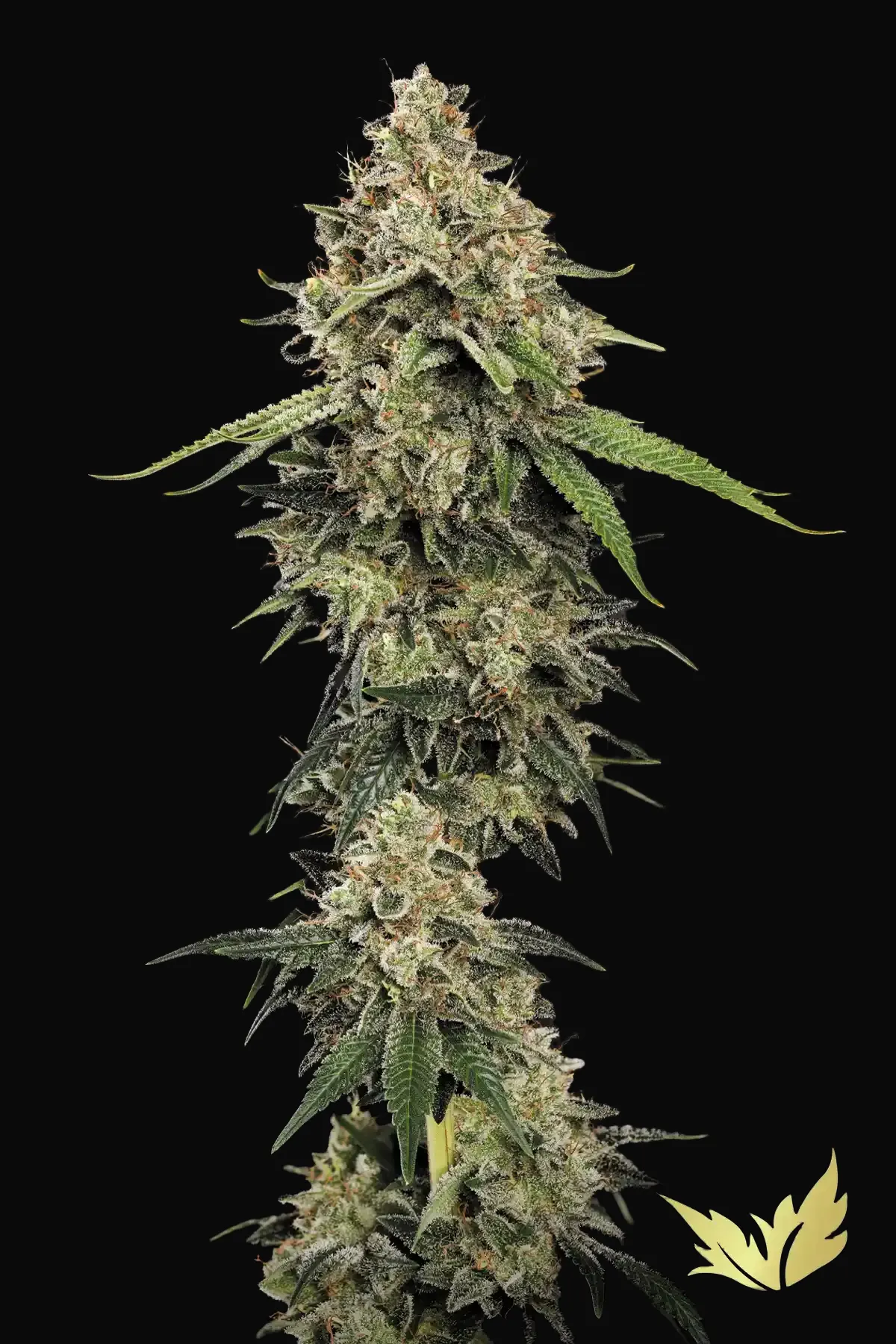 Sensi Star
