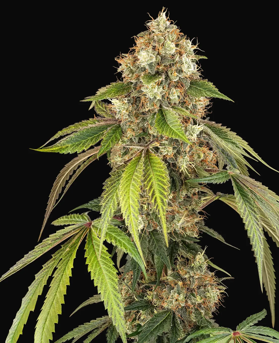 Sensi True Blood Feminized