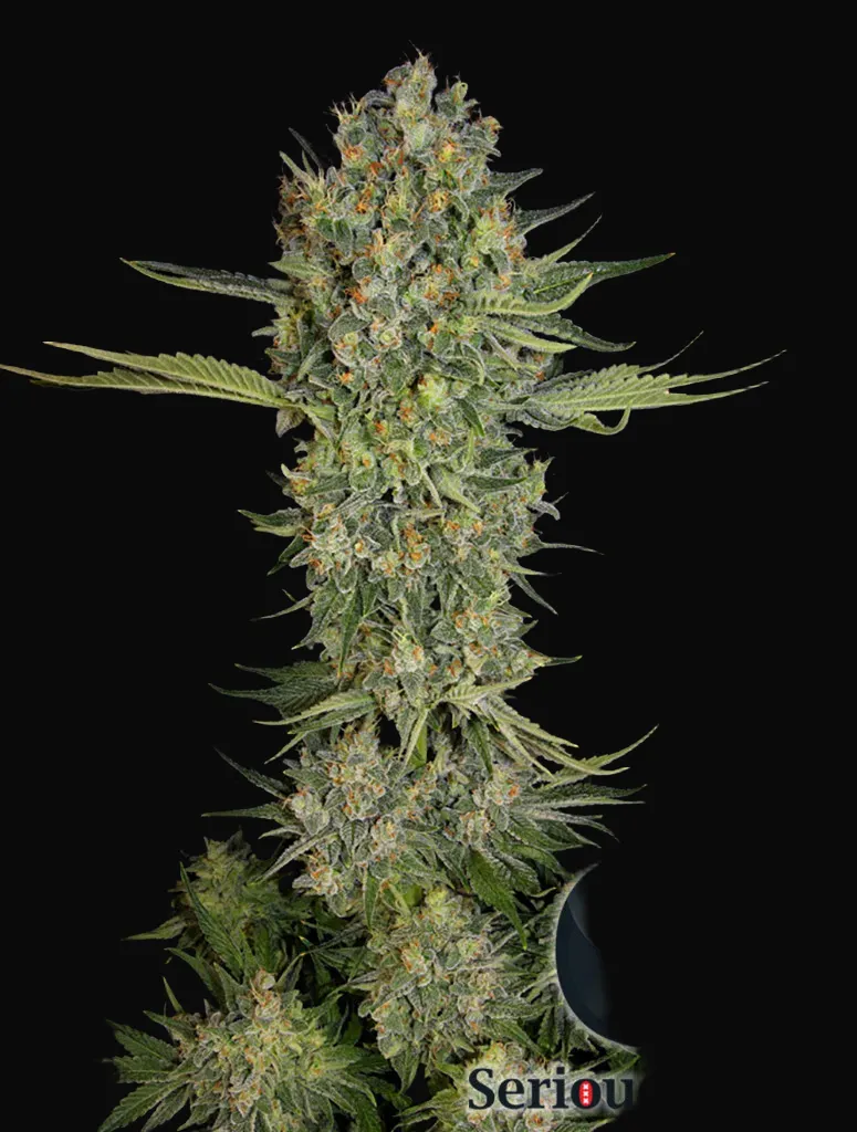 Serious Kush