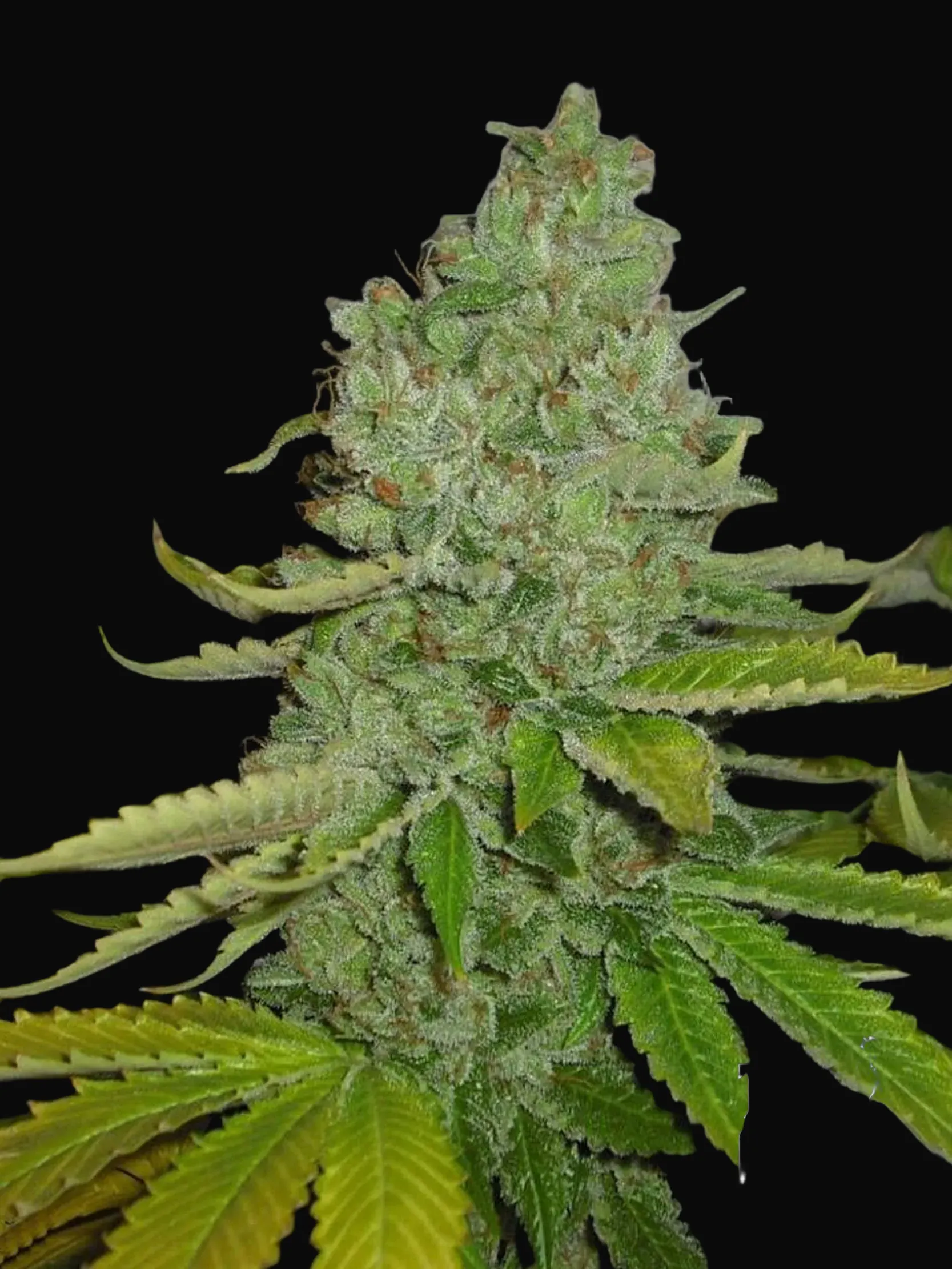 SFV OG Kush