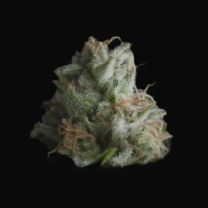 Shark CBD