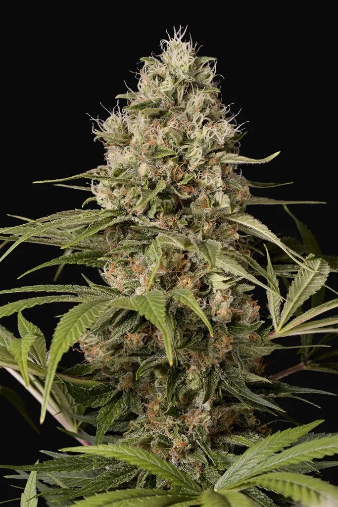 Shark Shock CBD