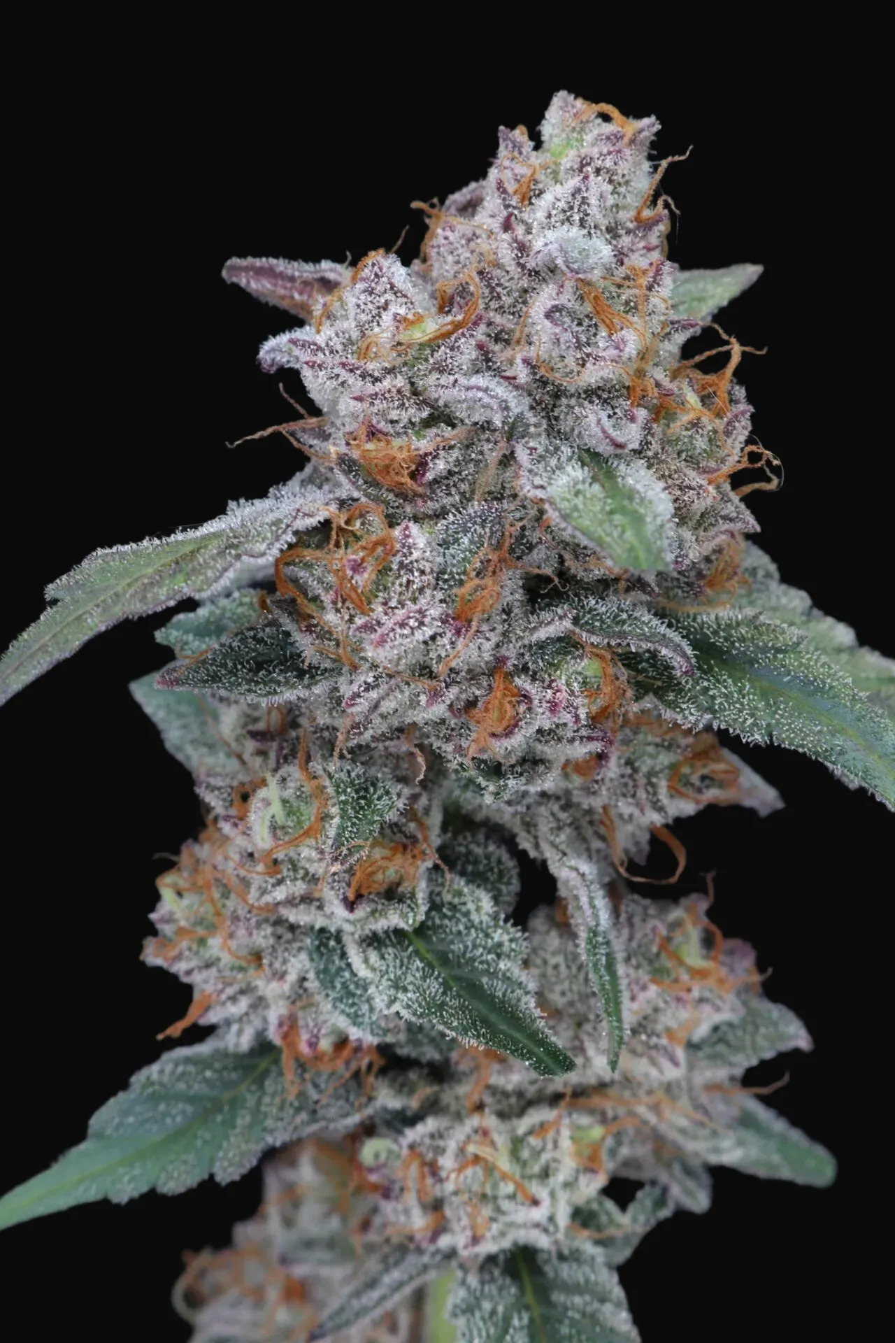 SherBacio OG Auto