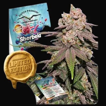 Sherbelato Cake