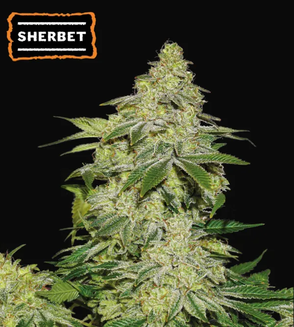 Sherbet Auto