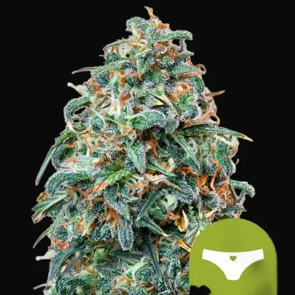Sherbet Queen Auto