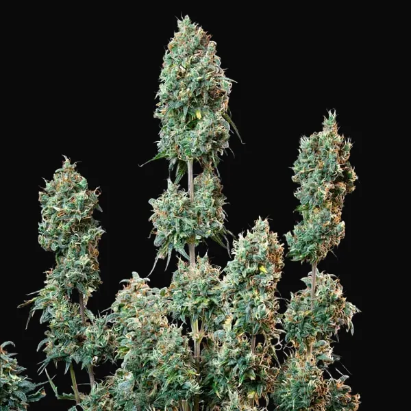 Sherbet Queen Auto