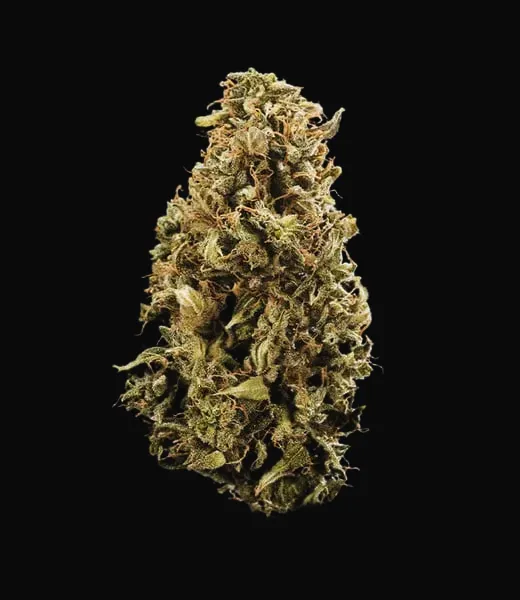 Sherbet Queen Auto