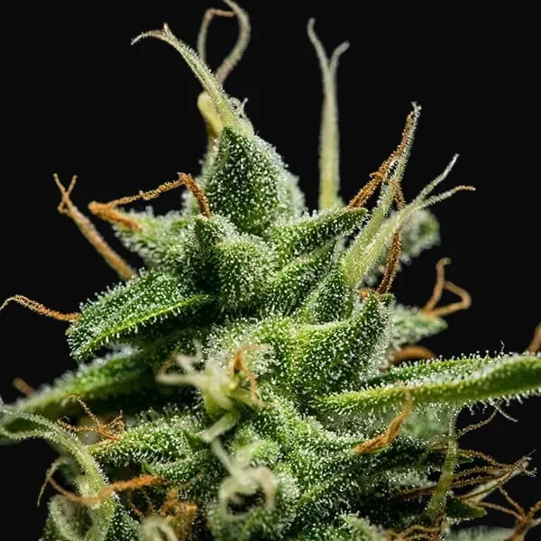 Sherbet Queen Auto
