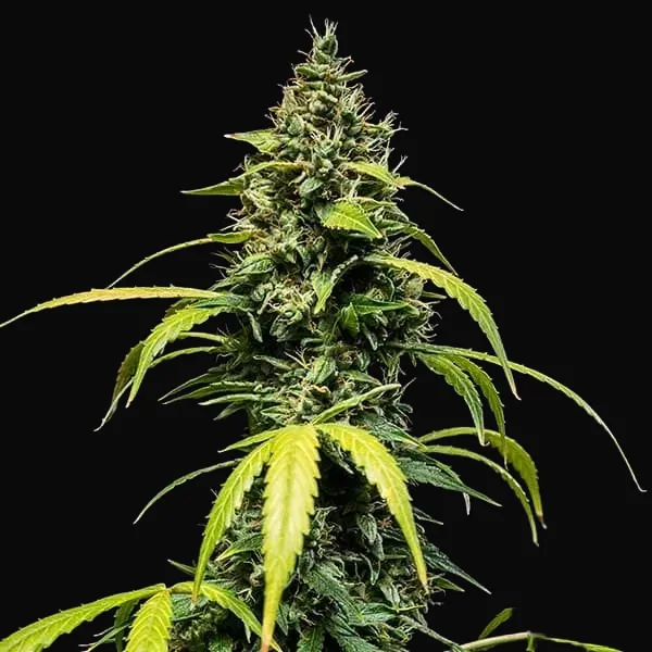 Sherbet Queen Auto