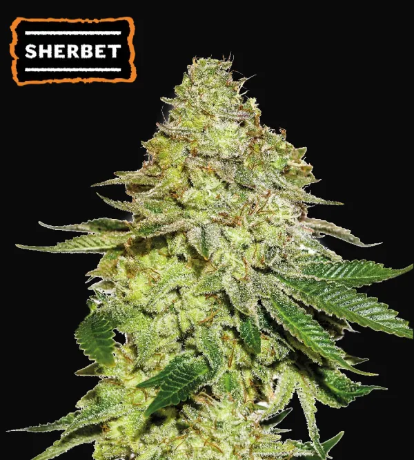 Sherbet