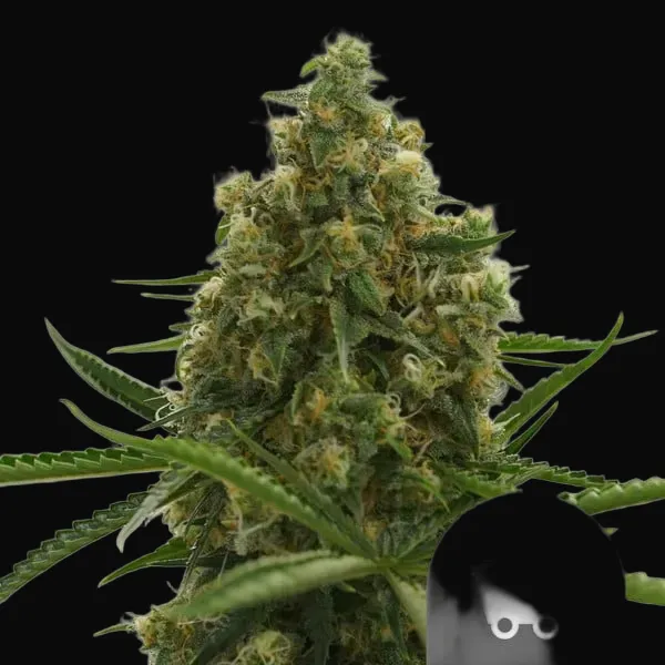 Shining Silver Haze Regular