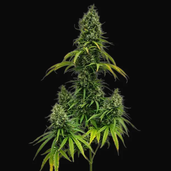Shining Silver Haze Regular