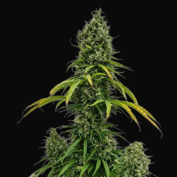 Shining Silver Haze Regular