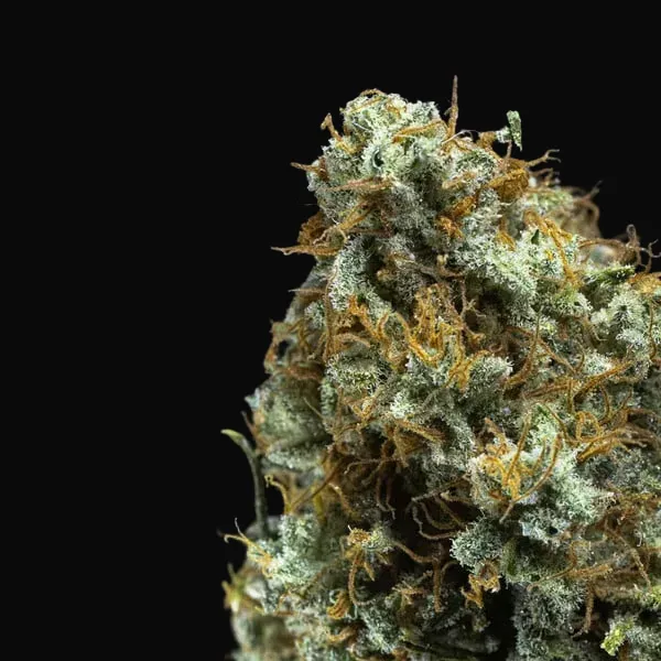 Shining Silver Haze