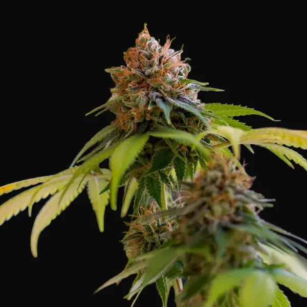 Shining Silver Haze