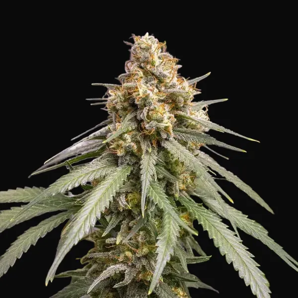 Shining Silver Haze