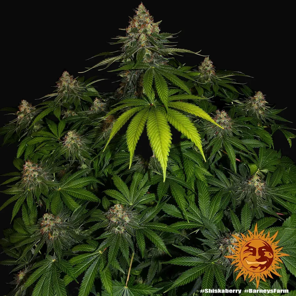 Shiskaberry
