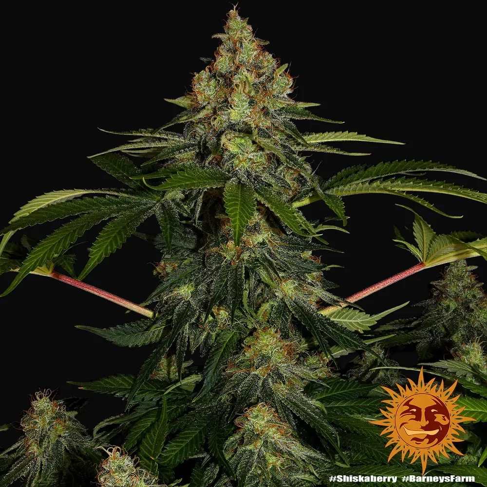 Shiskaberry