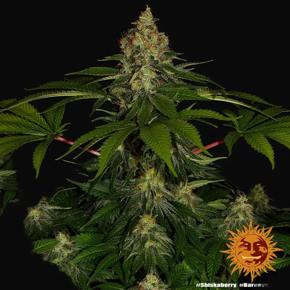 Shiskaberry