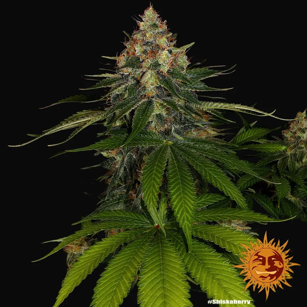 Shiskaberry
