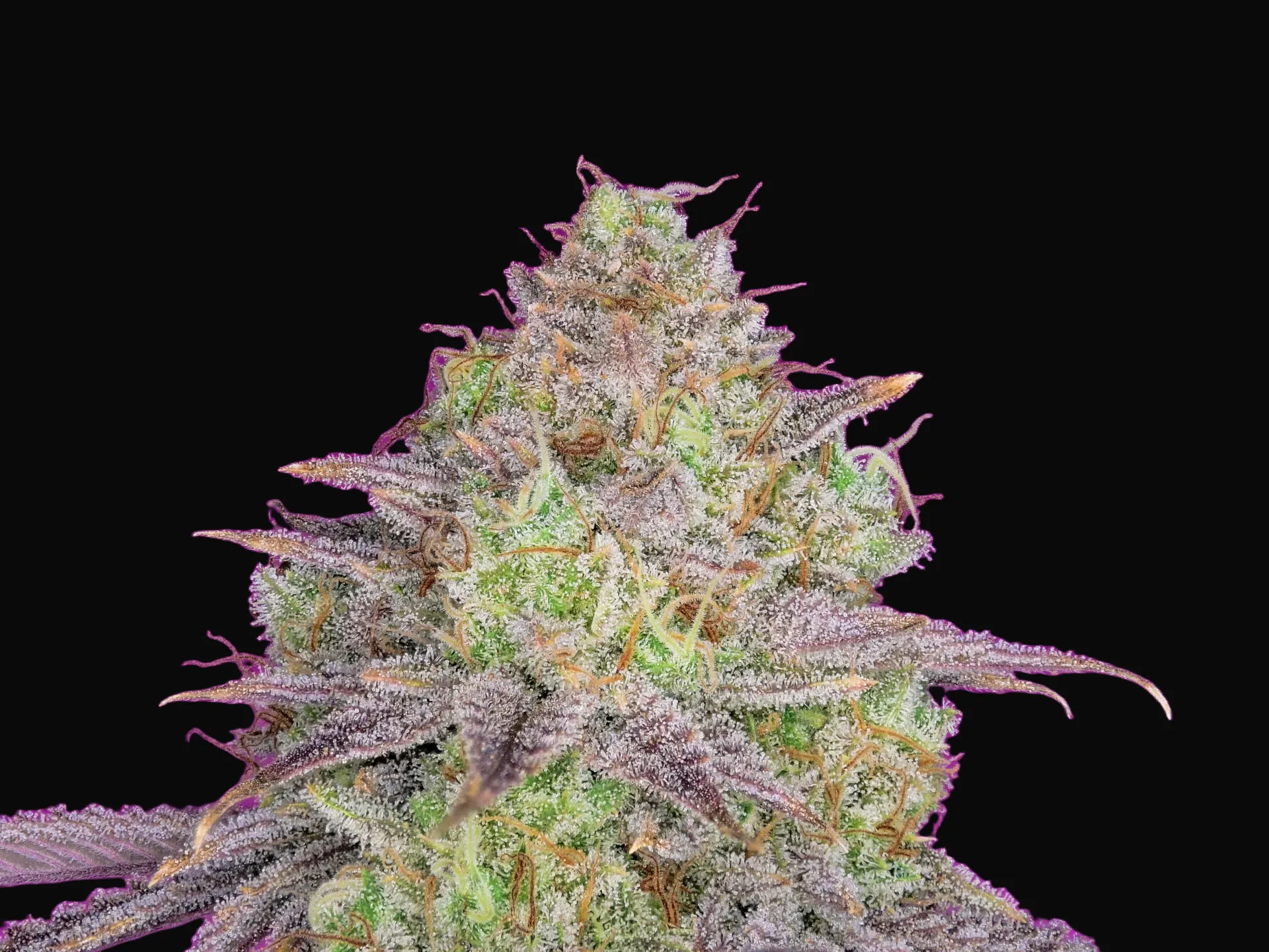 Shiskaberry