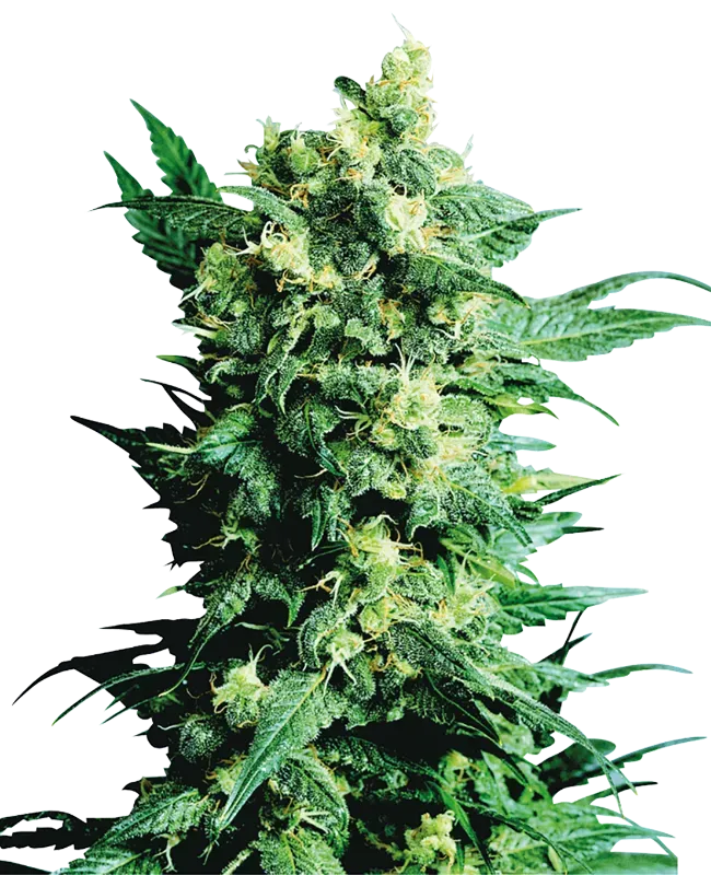 Shiva Shanti II Regular