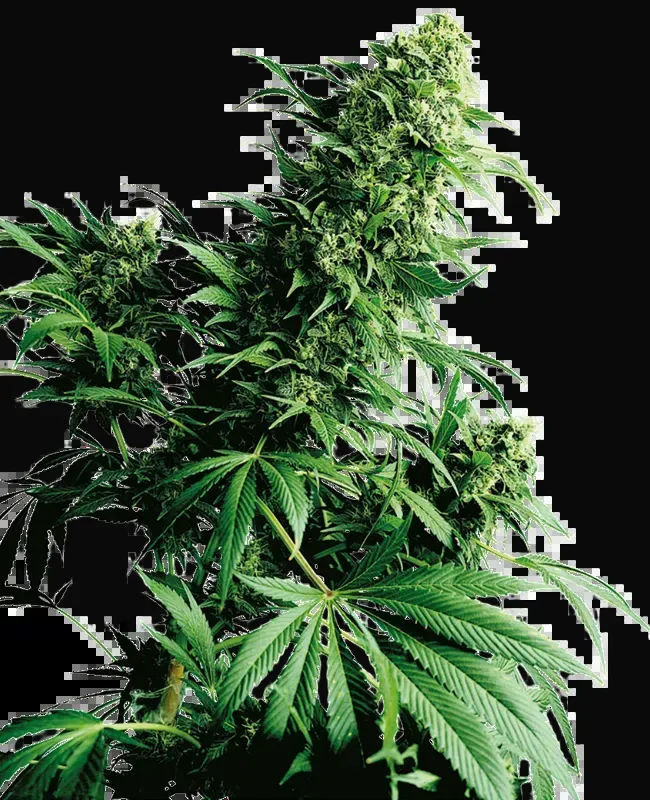 Shiva Shanti Regular
