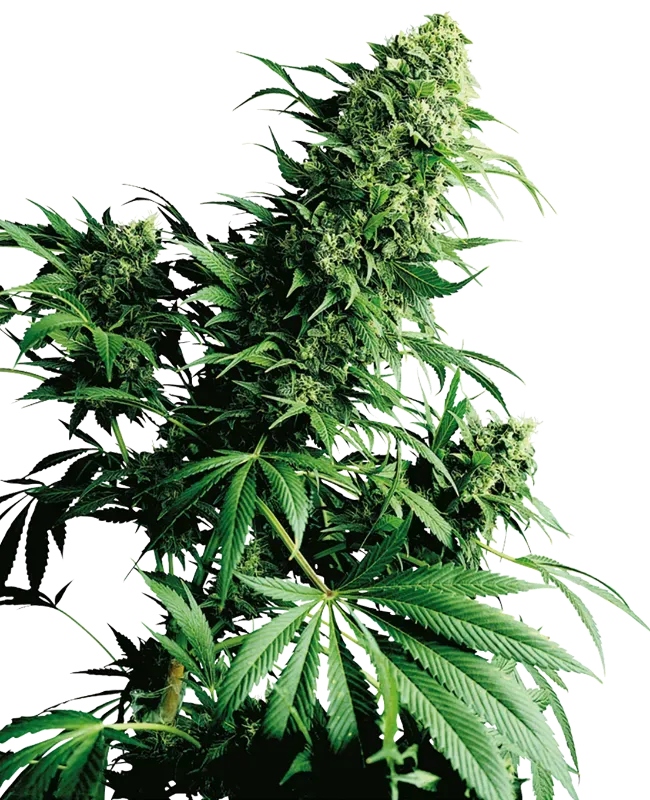 Shiva Shanti Regular