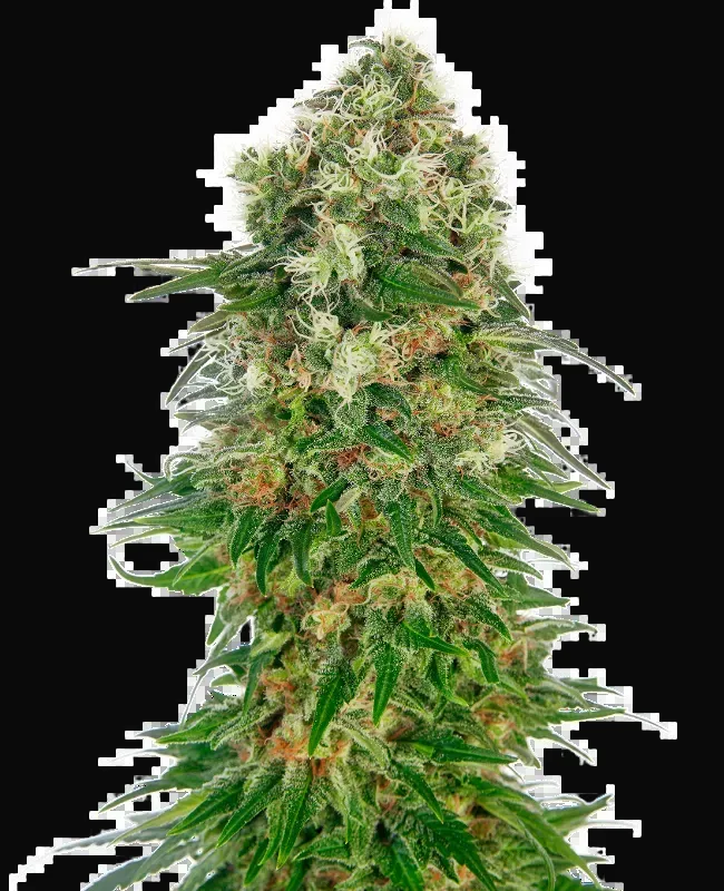 Shiva Skunk Automatic