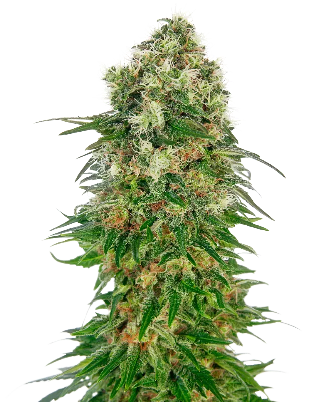 Shiva Skunk Automatic