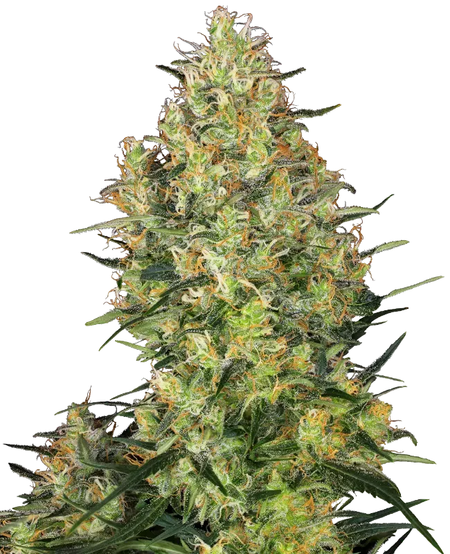 Shiva Skunk Feminized